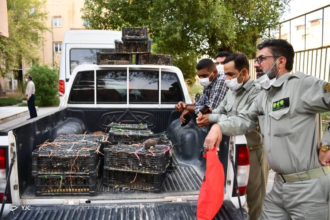 کشف مرغ مینا کشف محموله قاچاق پرندگان/ مرغهای مینا در وطن لب به سخن میگشایند