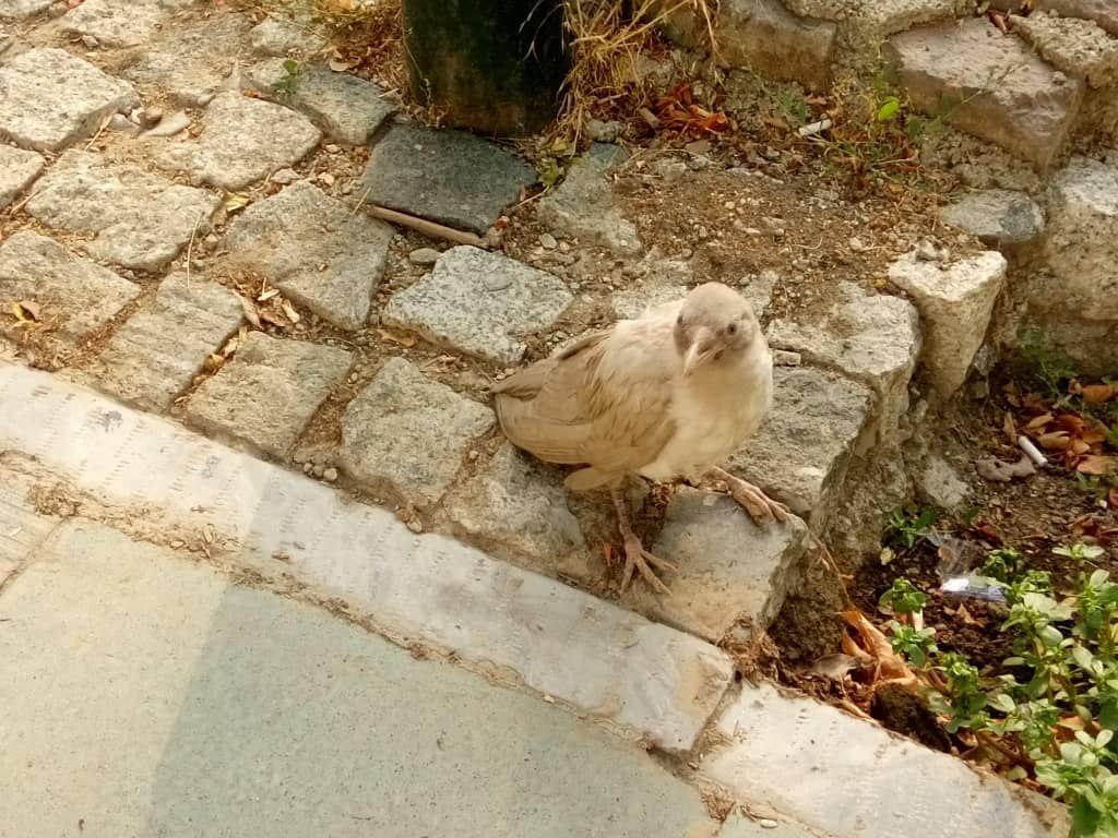 تصویری از کلاغ ابلق سفید تصویری از کلاغ ابلق سفید