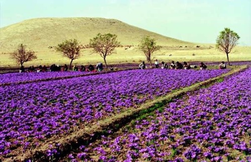 زعفران از جنوب خراسان کوچ کرد/ زحمت از ایران ، برند برای اسپانیا