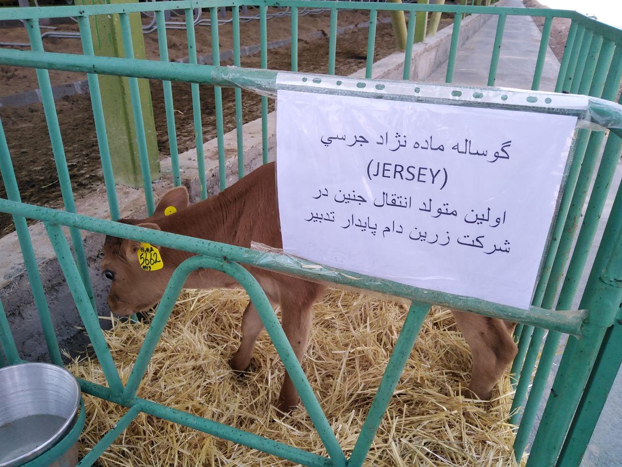 تولد گاو با روش تولید آزمایشگاهی جنین