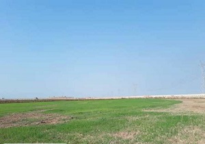 سه هزار هکتار از زمین&zwnj;های شلمچه زیرکشت محصول رفت