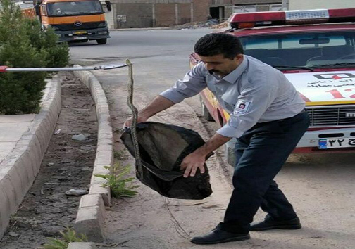 رها سازی مار سمی در دامان طبیعت