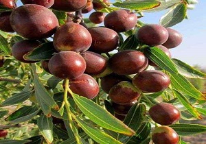 کاهش برداشت عناب در خراسان جنوبی