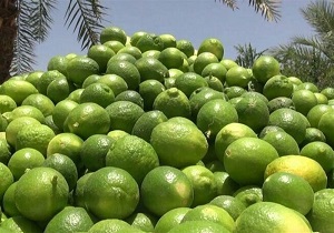 آغاز برداشت لیموترش در خوزستان