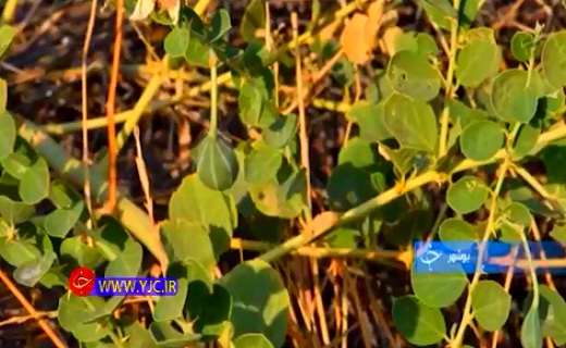 هندوانه وحشی با خواص دارویی بسیار+فیلم