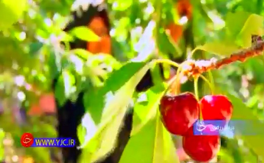 از بازگشت به چرخه تولید بعد از یکسال و نیم بیکاری تا جایی که ورود برای عموم آزاد است+فیلم