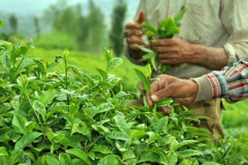 باید صندوق حمایت از چای&zwnj;کاران تقویت شود