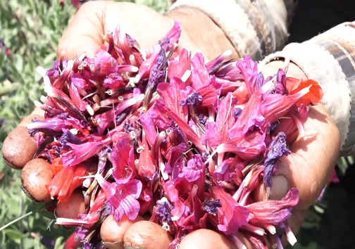 گیاهی که معجزه می&zwnj;کند + فیلم