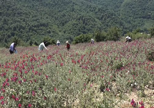 گیاهی که معجزه می&zwnj;کند + فیلم