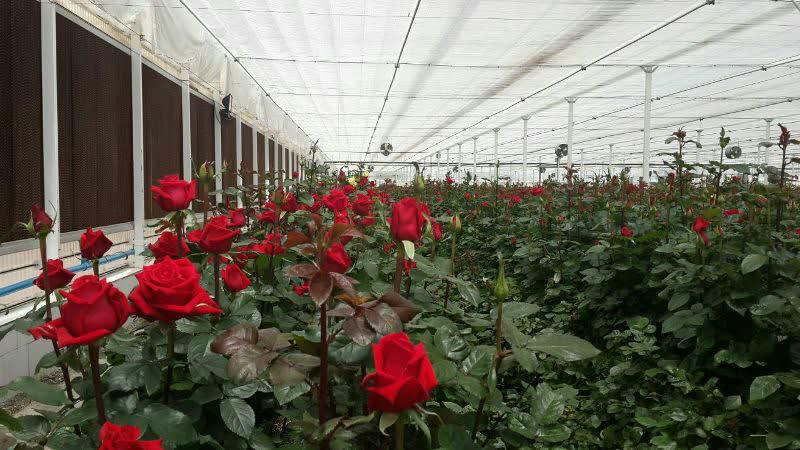 ضربه سنگین گرانی ارز به واحدهای گل و گیاه خراسان رضوی