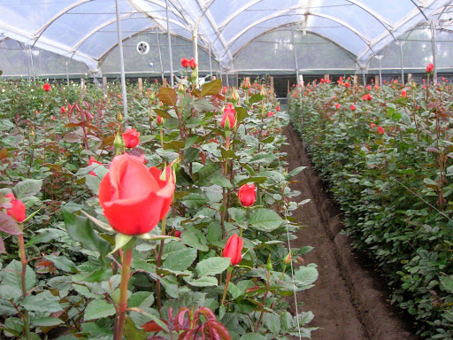 خسارت تولیدات گل در خراسان رضوی