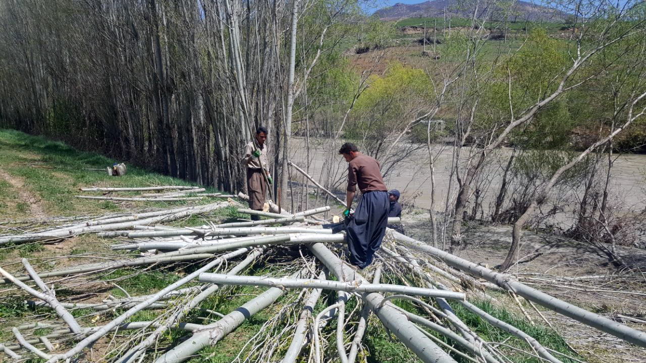 زراعت چوب، حامی جنگل و صنعت/ درختانی که فرشته نجات جنگل می&zwnj;شوند