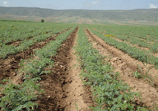 بازدید کارشناسان جهاد کشاورزی از وضعیت مزارع نخود