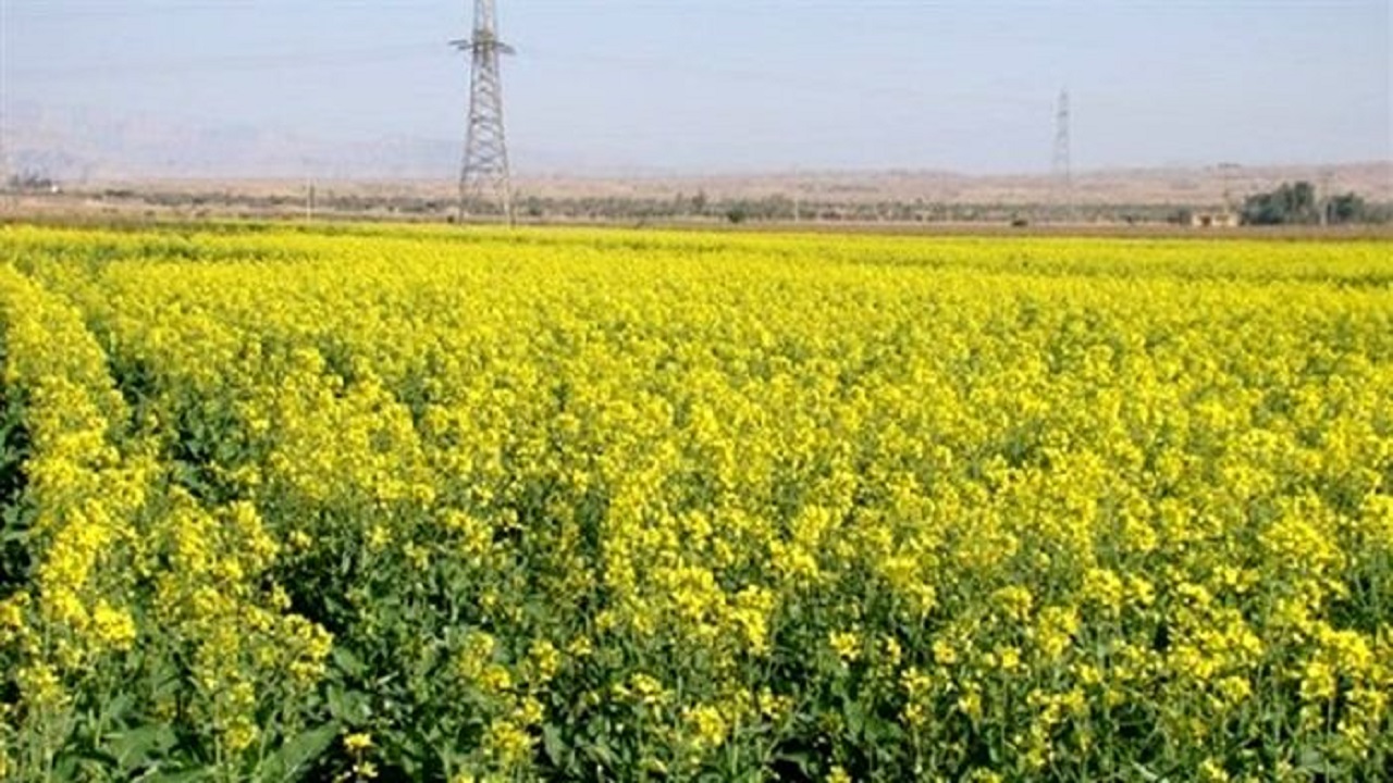 ️خرید کلزا در ‌سیستان و بلوچستان از مرز ۷۹۸ تن گذشت