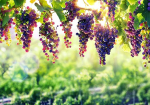 محصولی جدید از تاکستان ها برای بازارهای جهانی