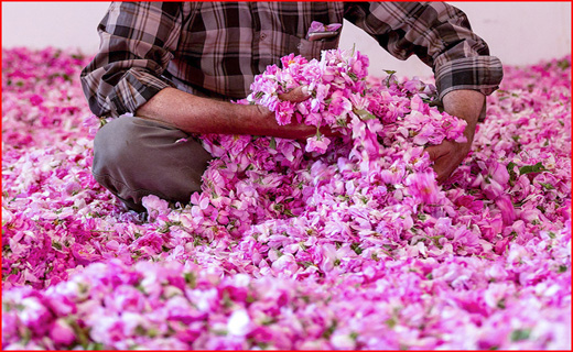 برداشت گل محمدی