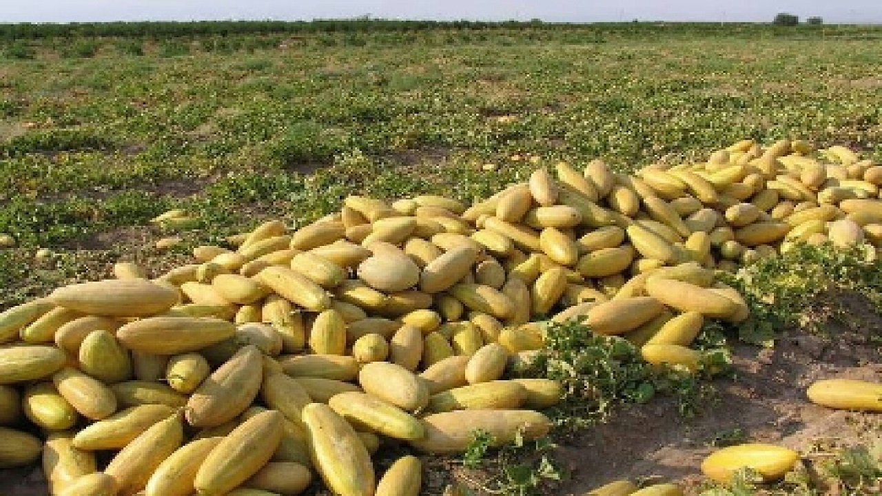 پیش بینی برداشت ۱۳۲هزار تُن محصولات جالیزی در خراسان جنوبی