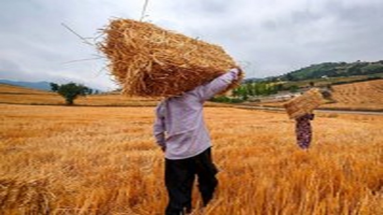 خروج گندم بدون مجوز، ممنوع/ معرفی دو دلال گندم به مراجع قضایی در بویین زهرا