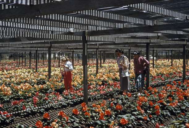 بگونیاهای پرورشی عکسهایی که زمان را به عقب بر میگردانند