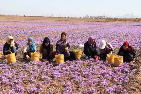 زعفران از جنوب خراسان کوچ کرد/ به نام ایران، به کام اسپانیا