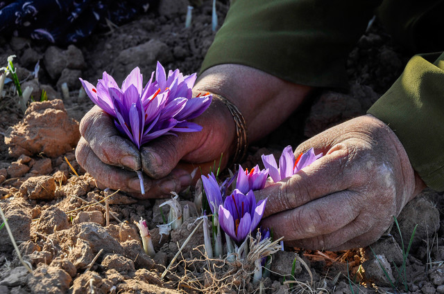 آغاز کوچ زعفران از جنوب خراسان/ زحمت از ماست، برند برای اسپانیا
