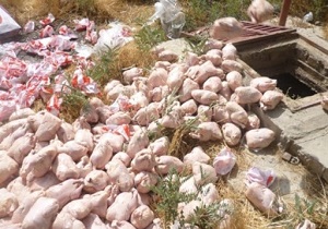 کشف و معدوم سازی ۲۰ هزار کیلوگرم مرغ فاسد در دهگلان