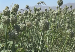برداشت بذر پیاز مرغوب از مزارع شهرستان خوسف