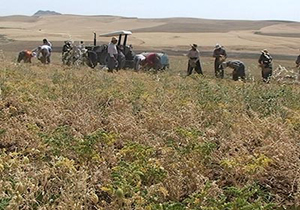 برداشت نخود از مزارع خلیفان آغاز شد