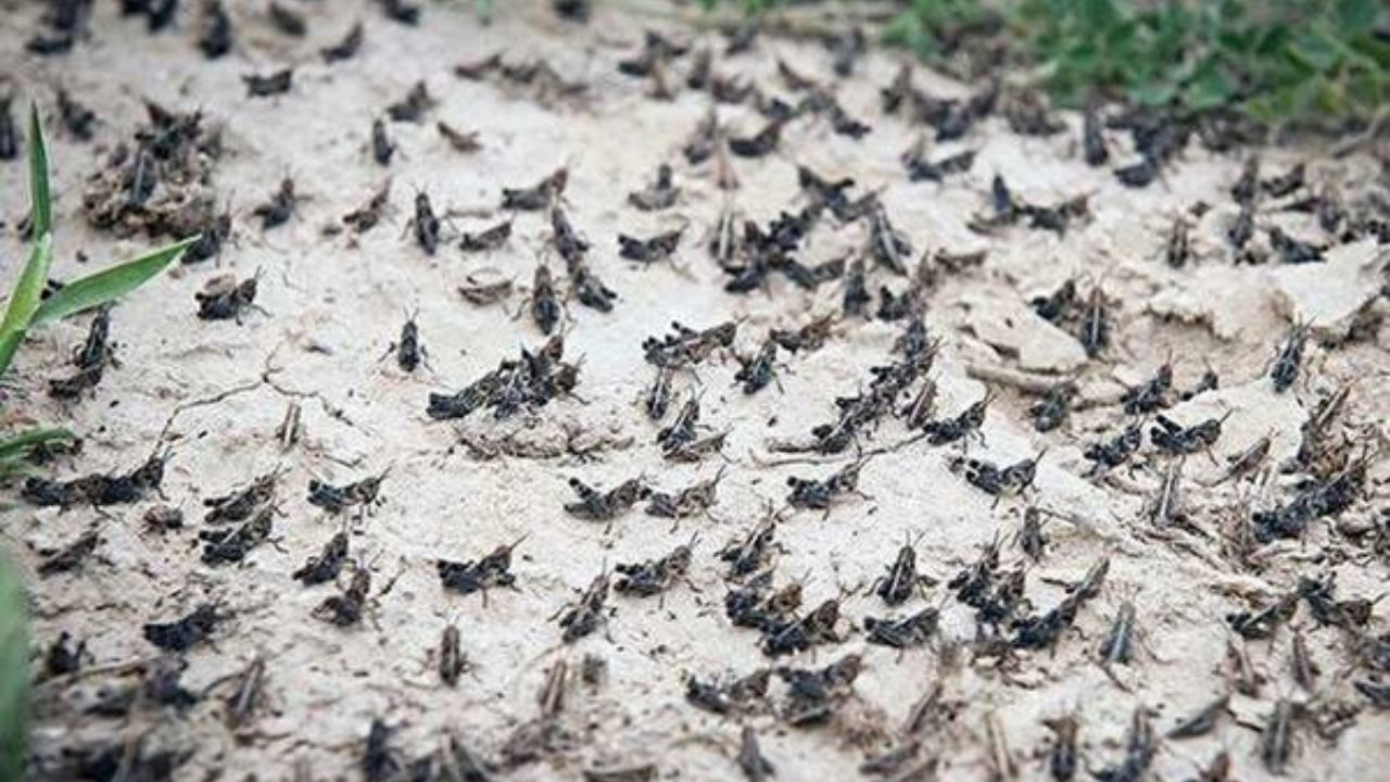 پای ملخ‌های صحرایی به باغ‌های خراسان جنوبی هم رسید / شرایط مبارزه سخت‌تر شد!