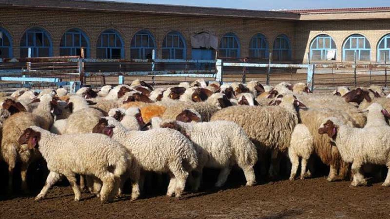 ‍ اجرای طرح توسعه رسته دام سبک با عنوان ۲ قلو زایی