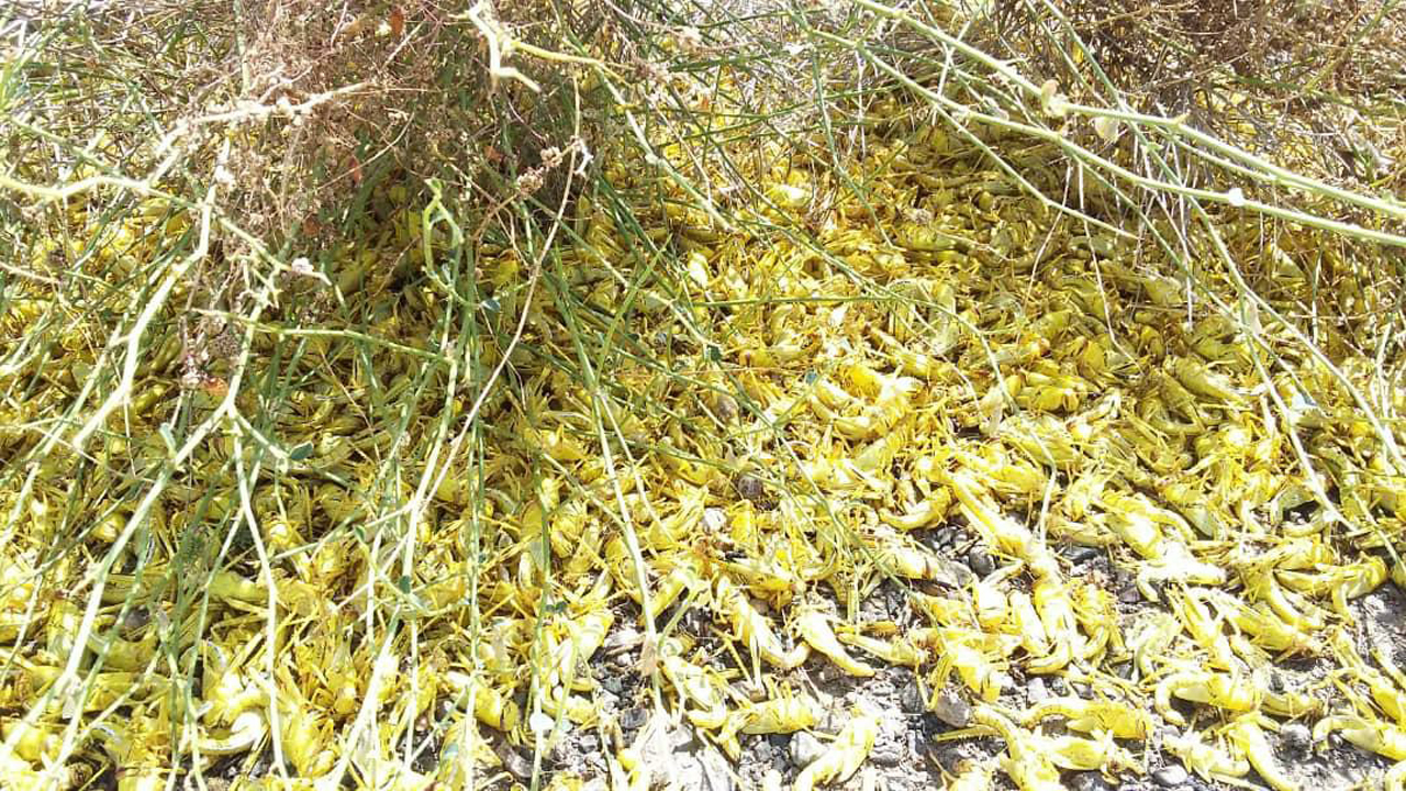 پایان مبارزه بی امان ۹ ماهه با آفت جهانی ملخ صحرایی مهاجر در سیستان وبلوچستان