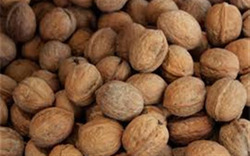کشف ۱.۲ تن گردوی قاچاق در بناب