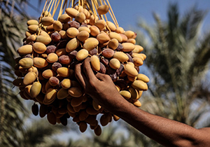 رطب و خارک جنوب فارس در راه بازار