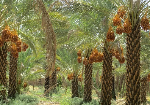 نخیلات شادگان نخیلات شادگان