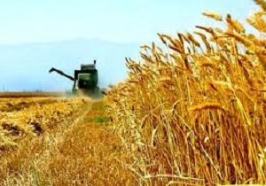 آغاز خرید تضمینی گندم در سربیشه