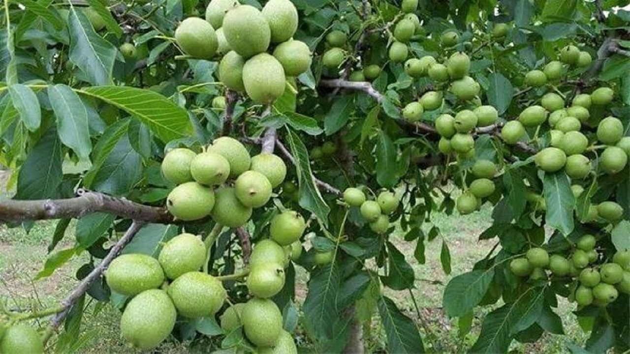 توزیع ۳۰۰ نهال گردوی یارانه‌ای در بستان‌آباد