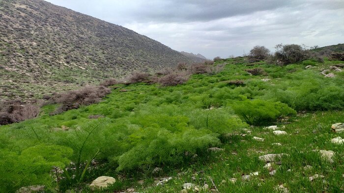 تولید ۲۲ گونه گیاهی مختص استان همدان در مراتع