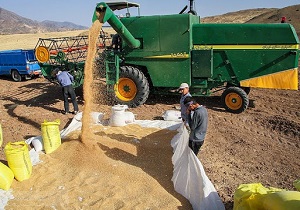 واریز ۳ هزار میلیارد ریال به حساب گندم کاران استان اردبیل