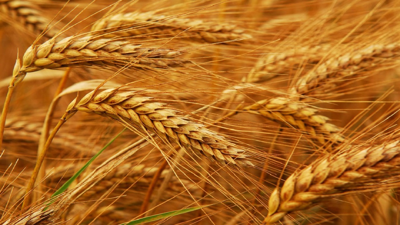 استفاده از بذر اصلاح شده از دلایل افزایش مرغوبیت گندم