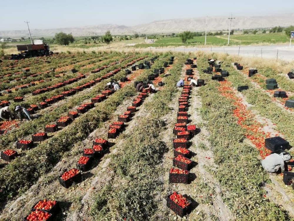 گلایه کشاورزان گوجه کار &laquo;سی سختی&raquo; از نبود بازار + تصاویر