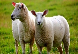 اجرای طرح سنتز نژادی در گله‌های عشایر