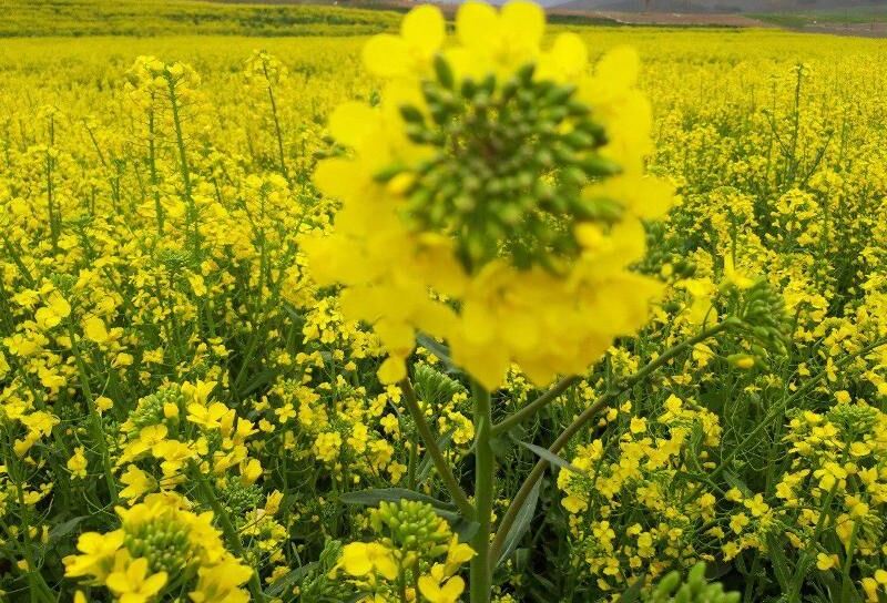 برداشت کلزای هیبریدی در شهرستان مرند