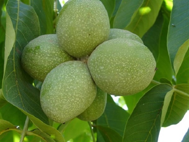 برگزاری کارگاه آموزشی مراقبت از درختان گردو در کلیبر