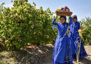 آغاز مقابله اصولی با آفت زنجره مو