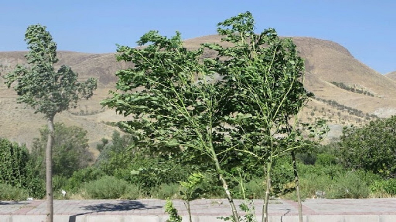 پیش بینی وزش باد نسبتاً شدید