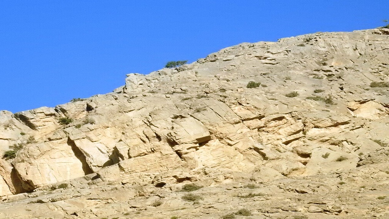 شناسایی سه زیستگاه گونه‌های خاص در مناطق مرکزی سیستان و بلوچستان
