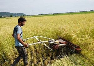 کشت تابستانه در ۴۳۳ هزار هکتار از اراضی خوزستان