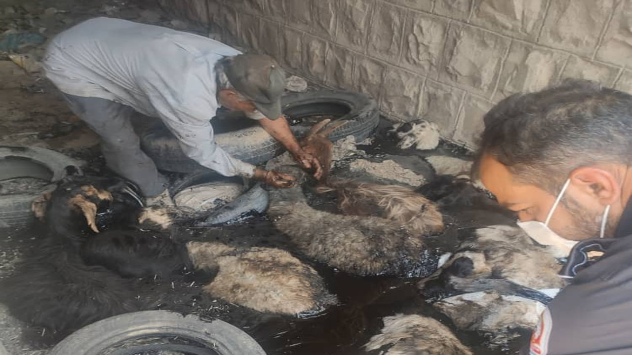 سقوط ۱۵ راس گوسفند به گودال قیر در جاده سروستان + تصاویر