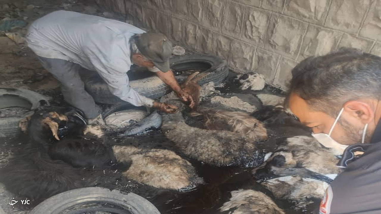 سقوط ۱۵ راس گوسفند به گودال قیر در جاده سروستان