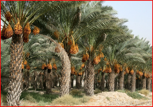 اشتغال پویا با طعم شهد خرما اشتغال پویا با طعم شهد خرما